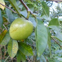 Annona glabra L.